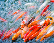 http://www.galilcol.ac.il/Courses/178/Development_of_a_Sustainable_Aquaculture_Industry