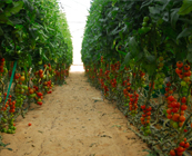 http://www.galilcol.ac.il/Courses/357/Irrigated_Agriculture_in_Times_of_Climate_Change