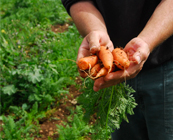 http://www.galilcol.ac.il/fra/Courses/5023/Programme_%C3%A0_la_demande_%3A_Agrobusiness_et_technologies_post-r%C3%A9colte