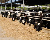 https://www.galilcol.ac.il/Courses/184/Sustainable_Dairy_Farm_Management