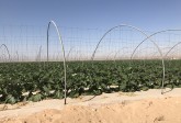 Irrigated Agriculture in Times of Climate Change, October