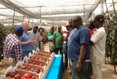 Agricultural Training Programme, for ITF, Nigeria, March