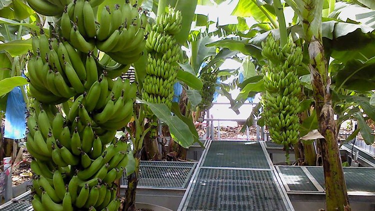 Cultura de Bananas em Israel