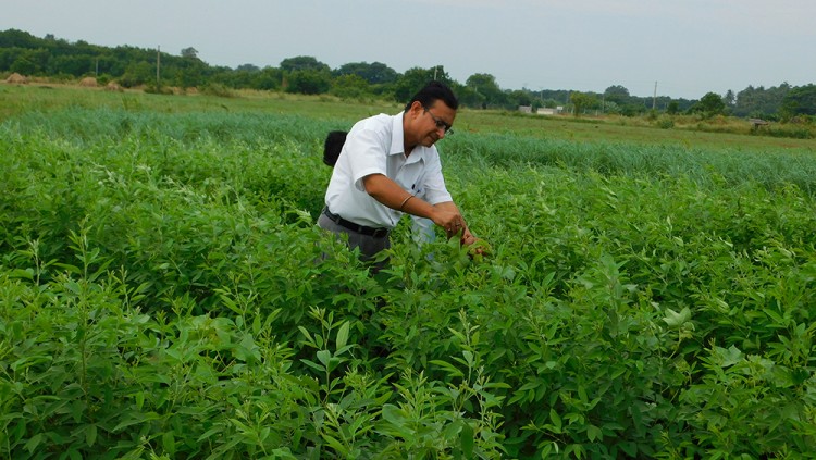 Why he Chose Barren Land, The Story of a Centre in India Supporting Horticulture for Income Generation