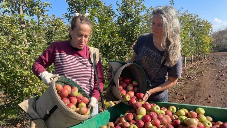Resilience in the Fields: Galilee Institute's Ladies Step Up During War
